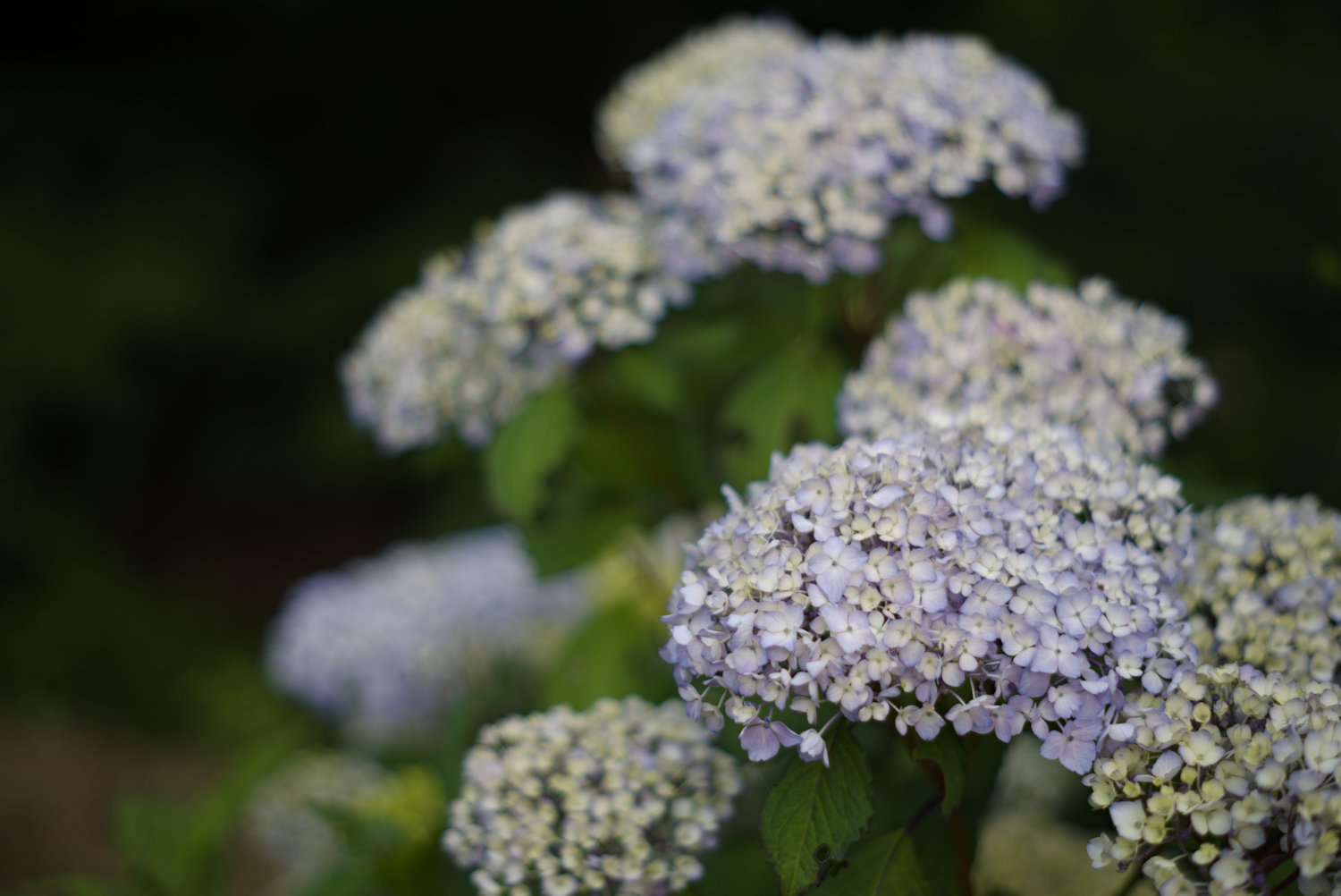 Super-Takumar　55mm f2 【オールドレンズ】