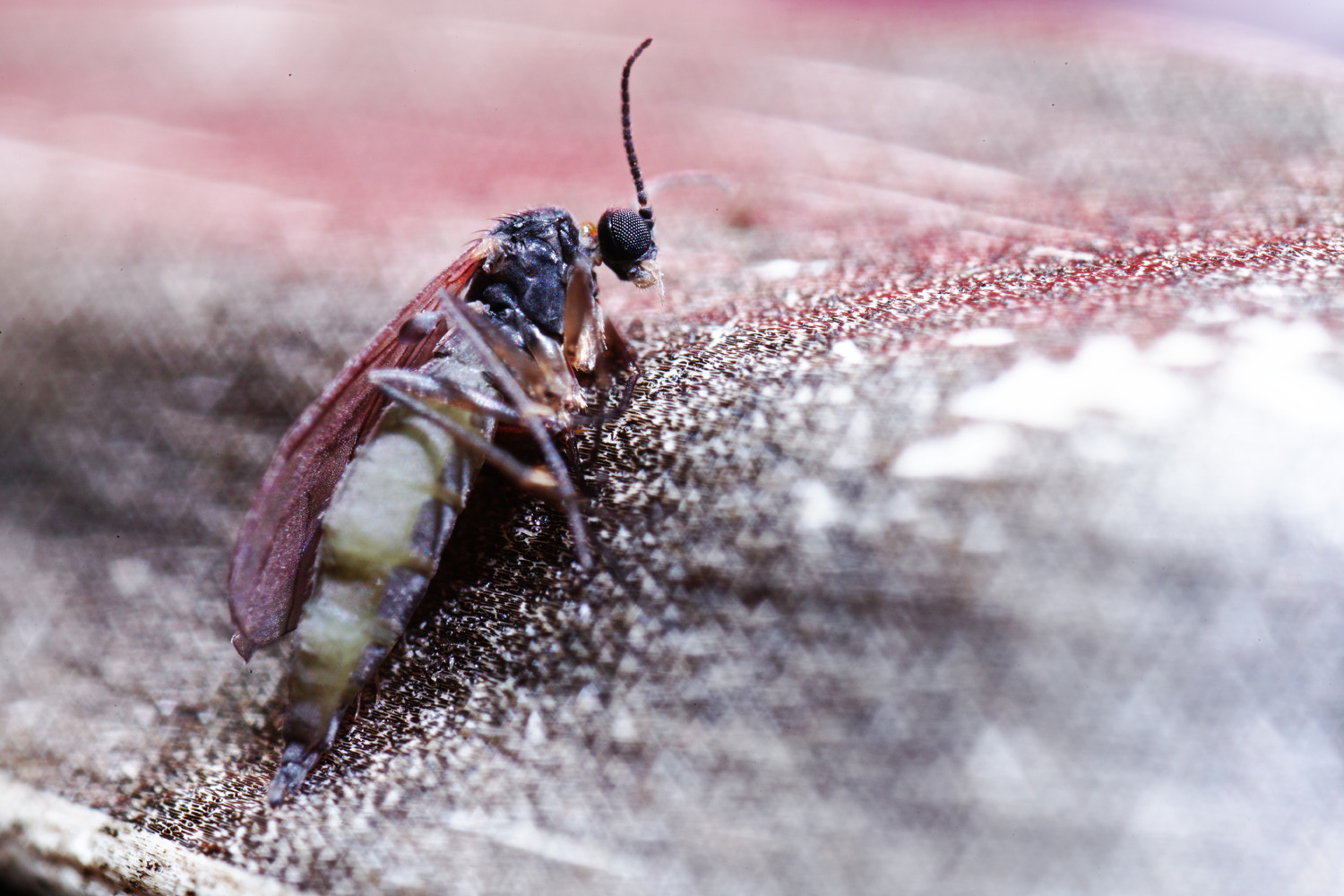 中一光学 FREEWALKER 20mm F2.0 SUPER MACRO 4-4.5:1: 薔薇迷写真・放送部