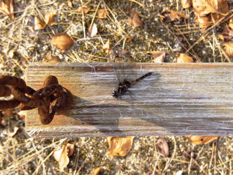 IMGP0337.jpg