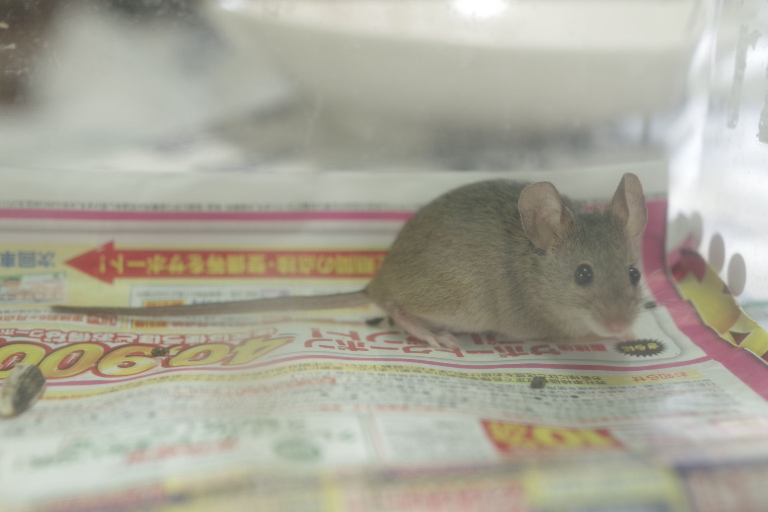 家に住み着いたネズミを捕獲したものの 超画伯日記