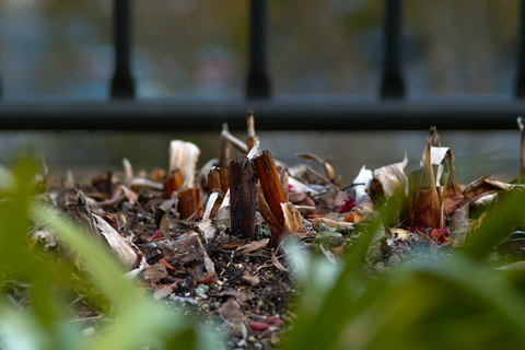 SDIM8087.jpg