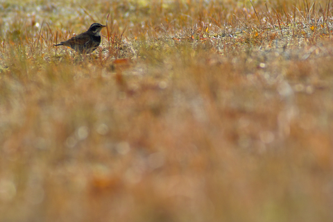 SDIM8104.jpg